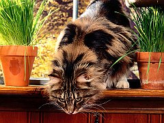 Silvia, Maine Coon
